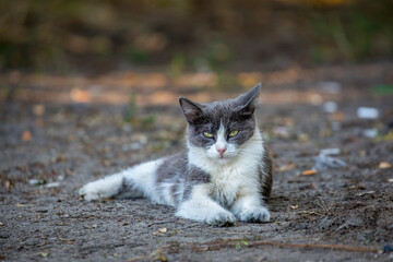 Wild cat resting on the ground after lunch