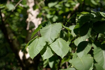 Leaves of a monarch birch, Betula maximowicziana