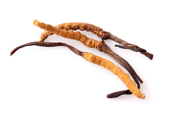Cordyceps isolated on white background