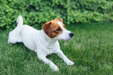 Adorable puppy Jack Russell Terrier on a green grass in a garden.