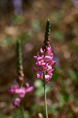 Flor lila en el jardín con efecto bokeh