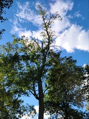 Fototapeta premium tree and sky