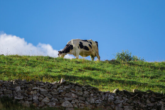Vaca frisona pastando