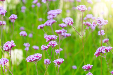 Verbena Bonariensis is a purple flower, hydrangea in the background.