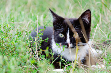 Homeless white cat walks in summer on meadow with dandelions. Concept of caring for animals, trapping animals in shelter