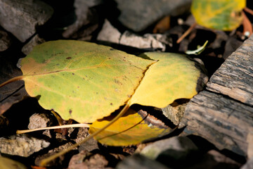 Fallen Green and Yellow Aspen Leaf