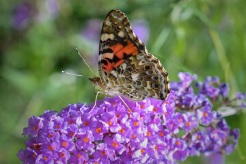 Painted Lady Butterfly on Purple Butterfly Bush Flower, Close Up Profile