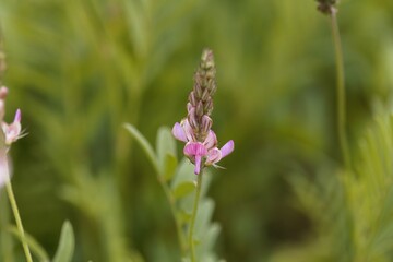 Flower of a common sainfoin, Onobrychis viciifolia