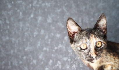 Beautiful colorful kitten sitting on a stool and looking at the camera. Close up shot of a cats face and eyes. Place for an inscription.