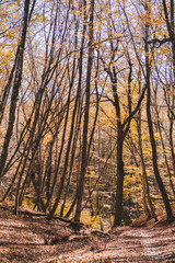Autumn forest landscape in orange colors in the fall.