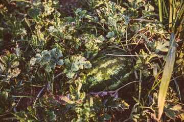 Organic Fresh Watermelon Plantation, Summer Daylight Closeup View