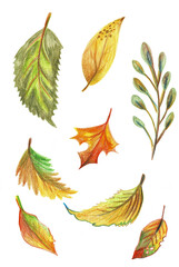 Fototapeta na wymiar Illustration, a set of bright autumn leaves. Hand-drawn.