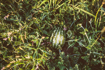 Organic Fresh Watermelon Plantation, Summer Daylight Closeup View