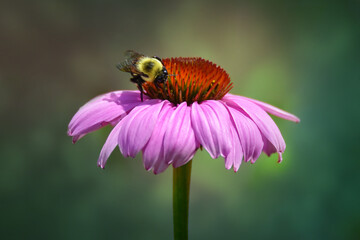 Bumble Bee Pollinating Purple Coneflower with Soft Blurry Background, Close Up,