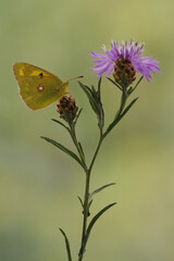 a yellow butterfly Colias hyale   on a  flower in the early morning on a glade awaiting dawn