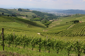 Fototapeta na wymiar Jawdropping vineyards spread over the lovely Langhe hills in Piedmont. 