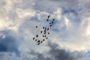 birds in flight
