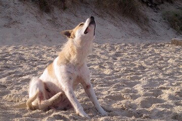 Cachorro Coçando na praia
