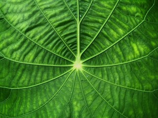 Fototapeta na wymiar Green leaf texture 