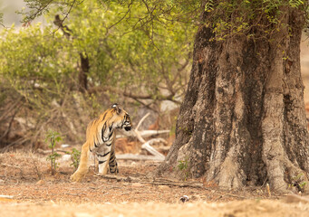 Tigress Choti Tara cub under a tree, Tadoba Andhari Tiger Reserve, India
