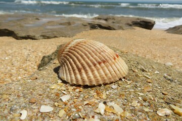 Beautiful seashell on ocean background in Atlantic coast of North Florida 