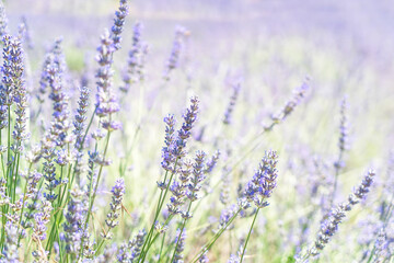 Lavender field at summer