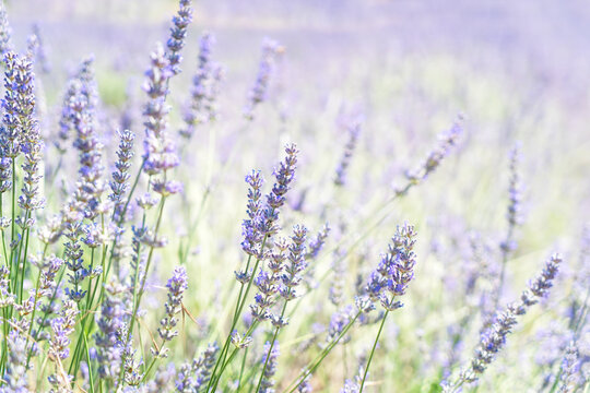 Lavender field at summer © neirfy