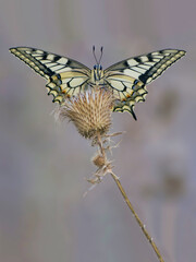 Wonderful butterfly Papilio machaon  spread its wings on a summer day basking in the dry grass