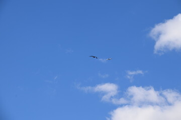Fototapeta premium Ave volando en el cielo azul con nubes
