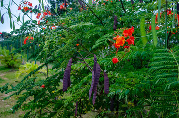 Red flower in the garden