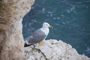 Fototapeta premium Gaviota posada en una roca con el mar de fondo