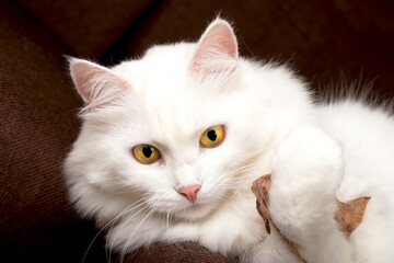 White cat plays with a toy. The concept of pets. The cat preys on the toy. Pet Friendly Concept.