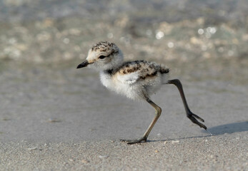 Kentish Plover chick, Busaiteen, Bahrain