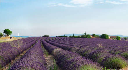 Fototapeta na wymiar Lavender blooming field