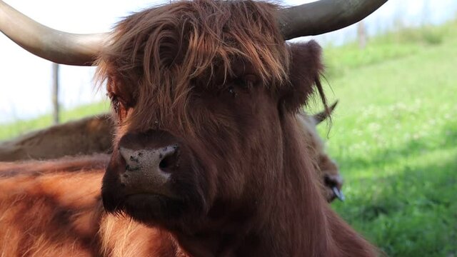 Slow Motion of Highland Cattle Chewing in Czech Farm Park. Scottish Breed of Brown Rustic Cattle with Long Horns.
