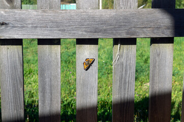 butterfly on a wooden fence