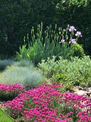 beautiful garden with blooming iris, blue fescue, lamb's ears, sea thrift - xeriscape