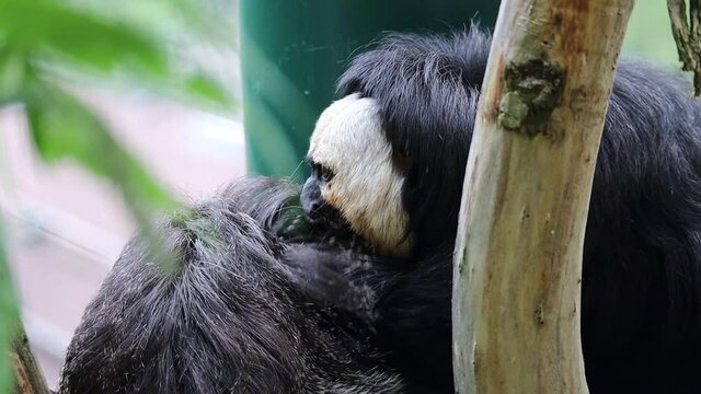 The White-Faced Saki (Pithecia Pithecia), called the Guianan and the Golden-Faced Saki, is a Species of the New World Saki Monkey. Male and Female Saki Monkey in Czech Zoo.
