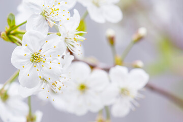 A beautiful photo of spring cherry blossoms. Copy space for text. Postcard layout.