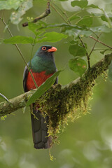 Slaty-tailed trogon is perching on moss branch