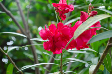 Red flower in the garden
