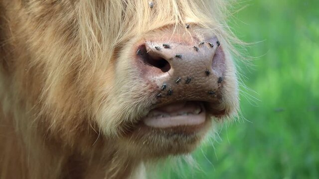 Closeup of Highland Cattle Chewing in Czech Farm Park. Close-up of Scottish Breed of Rustic Cattle Eating. 
