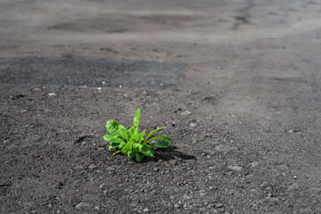 A lone green plant makes its way through the new grey asphalt with selective focus and a bokeh background