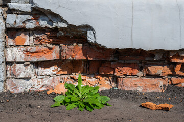 Fototapeta na wymiar A green plant under a crumbling orange brick wall