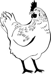 Chicken hand drawn illustration. Chicken meat and eggs vintage produce elements. Badges and design elements for the chicken manufacturing. Vector illustration