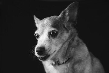 red Sad old chihuahua dog on on a black background. play of light and shadow	