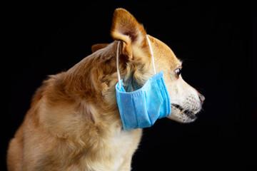 dog wearing a medical face mask to protect herself from infection or air pollution	