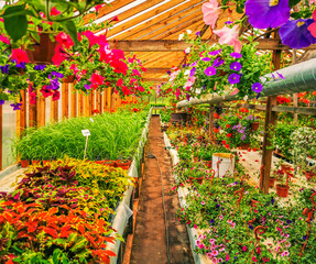 Greenhouse full of colorful flowers