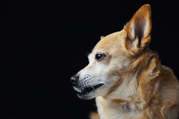 red Sad old chihuahua dog on on a black background. play of light and shadow	