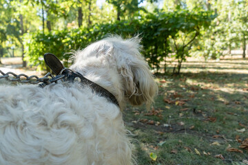 Elderly cocker spaniel dog at park. Portrait from back senior dog with serious looking